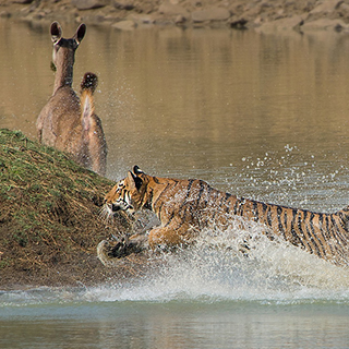 Tadoba - Tiger attack